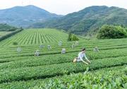 茶产业自动化 | 铁观音自动化精制生产流水线和包装生产线的升级与创新