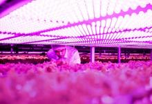 艾迈斯欧司朗推出全新高功率植物照明LED，非凡能效助力农业升级