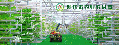 数智“慧”农看潍坊 | 数字农业十大典型应用场景：青州南小王“物联网+设施蔬菜”