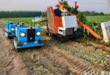 全国首家出口蔬菜无人智慧农场:机器人进农田拔萝卜，采收运输全过程自动化