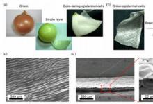 洋葱“造”肌肉未来可用在机器人身上